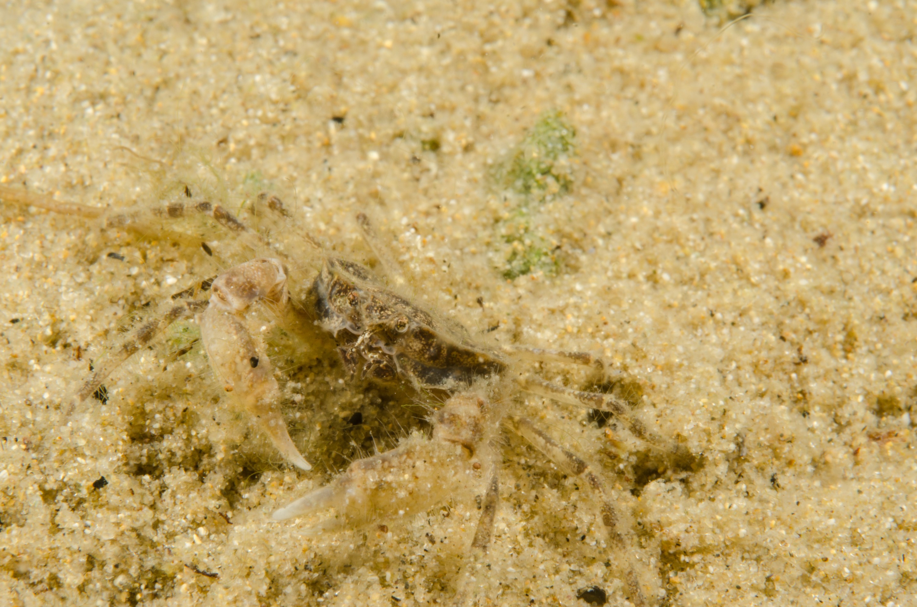 DSC_0932 – Amarnius lacustris, Crab, Northland NZ., crispin, freshwater, new, northland, nz, zealand, JAN17